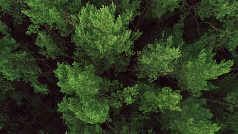 Aerial-shot-of-a-forest