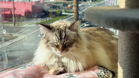 Medium-shot-of-a-cute-female-adult-ragdoll-grey-long-hair-cat-resting-on-a-pink-blanket-and-basking-in-the-sun-on-the-window-sill-of-an-apartment-during-a-warm-summer-day