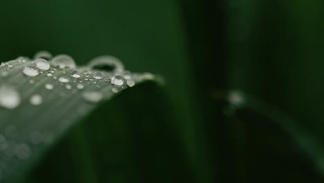 Macro-shot-of-a-water-drop-falling-from-a-leaf-in-slow-motion