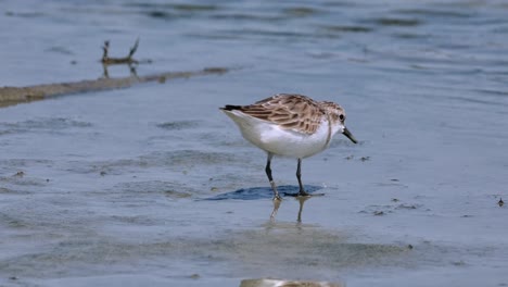 Feeding-at-a-mudflat,-looking-for-that-special-food,-Red-necked-Stint-Calidris-ruficollis,-Thailand