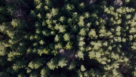 Top-down-slowly-rotating-4K-drone-clip-over-some-pine-trees-in-the-mountainous-area-of-Vitosha,-close-to-Sofia,-Bulgaria