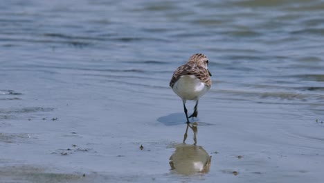 Seen-at-a-shoreline-very-close-to-the-water-feeding-alone-and-then-walks-away-to-the-left,-Red-necked-Stint-Calidris-ruficollis,-Thailand