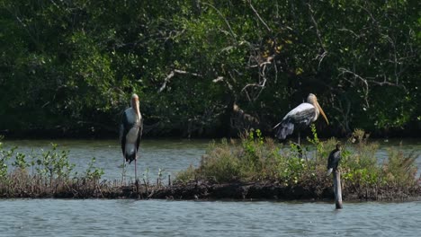 Camera-zooms-out-revealing-two-Painted-Storks-Mycteria-leucocephala-and-one-Little-Cormorant-Microcarbo-niger,-Thailand