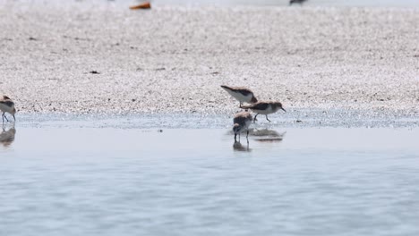Camera-pans-to-the-left-revealing-this-individual-foraging-at-a-saltpan-and-then-moves-to-the-right,-Spoon-billed-Sandpiper-Calidris-pygmaea,-Thailand