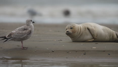 Close-up-static-shot-of-a-harbor-seal-laying-on-the-beach-with-a-seagull-standing-nearby-as-out-of-focus-surf-crashes-in-the-background