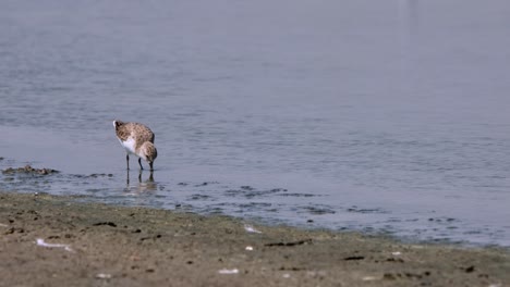 Feeding-at-the-edge-of-the-water-at-a-mudflat,-Red-necked-Stint-Calidris-ruficollis,-Thailand