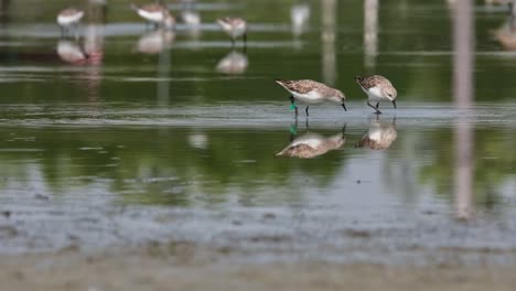 One-with-green-and-black-tag-foraging-for-some-food-together-with-other-birds,-Red-necked-Stint-Calidris-ruficollis,-Thailand