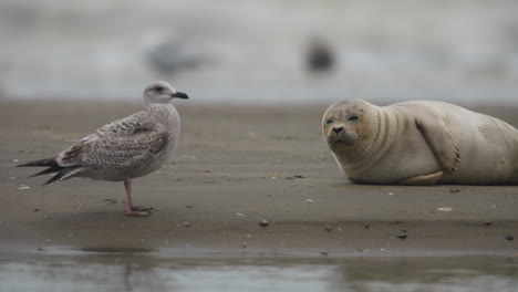 Close-up-of-a-harbor-seal-looking-at-a-seagull-nearby-on-a-sandy-beach,-with-the-waves-crashing-in-the-background