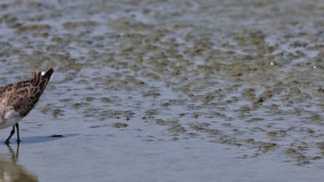 Feeding-alone-at-a-mudflat-pushing-its-bill-into-the-mud-for-its-special-food,-Red-necked-Stint-Calidris-ruficollis,-Thailand