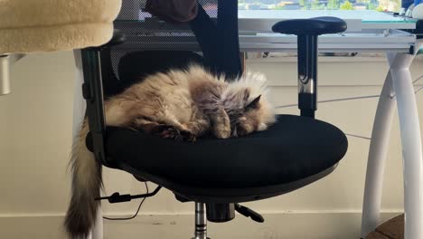 Medium-shot-of-a-beautiful-grey-long-hair-adult-female-ragdoll-cat-covering-it's-eyes-and-sleeping-on-a-black-office-chair-in-an-apartment-on-a-warm-summer-day