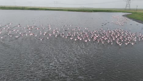 Flamingos-and-other-wading-birds-take-off-from-the-shore-of-a-lake-in-South-Africa
