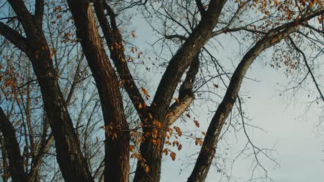 Eine-Aufnahme-Aus-Einem-Niedrigen-Winkel-Eines-Baumes,-Der-Im-Herbst-Seine-Blätter-Verloren-Hat