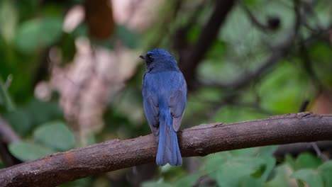 Camera-zooms-out-as-it-is-also-sliding-to-the-left-revealing-the-backside-of-of-this-Indochinese-Blue-Flycatcher-Cyornis-sumatrensis-Male,-Thailand