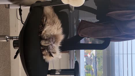 Vertical-medium-shot-of-a-beautiful-grey-long-hair-adult-female-ragdoll-cat-covering-it's-eyes-and-sleeping-on-a-black-office-chair-in-an-apartment-on-a-warm-summer-day