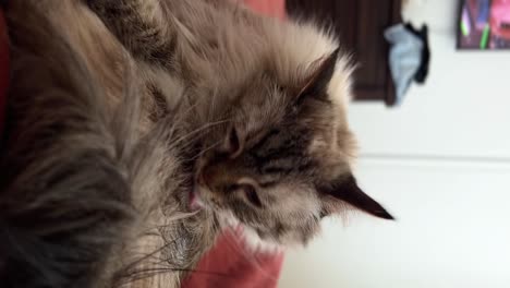 Vertical-close-up-shot-of-a-happy-beautiful-grey-long-hair-adult-female-ragdoll-cat-grooming-itself-on-top-of-its-owner's-bed-in-an-apartment