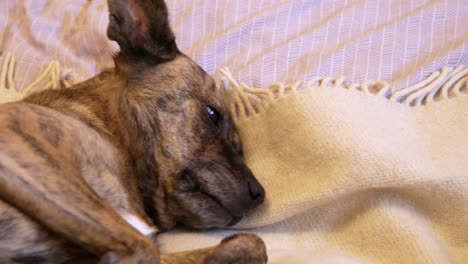 Der-Faule-Hund-Liegt-Auf-Dem-Bett-Und-Macht-Sich-Bereit-Zum-Schlafen,-Indem-Er-Die-Decke-Leckt