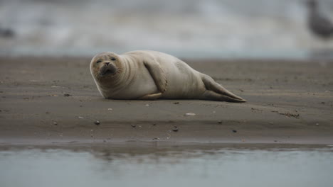 Close-up-for-a-harbor-seal-napping-on-a-sandy-beach-then-yawning-and-nodding-off-again,-slow-motion