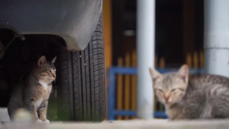 Zwei-Kleine-Streunende-Katze-Unter-Dem-Auto-In-Der-Garage