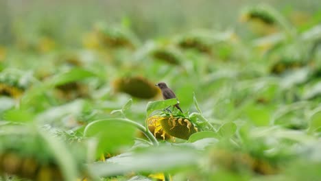 Seen-from-its-back-perched-on-a-sunflower-moving-with-the-wind,-Pied-Bushchat-Saxicola-caprata,-Thailand