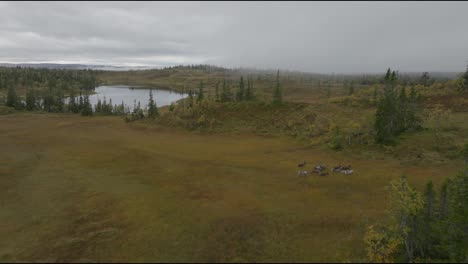 Misty-drone-aerial-footage-on-a-pack-of-rain-deers,-by-a-lake-in-the-Swedish-mountains