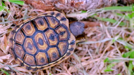 Tiny-Angulate-tortoise-Chersina-angulata-walking-on-grass
