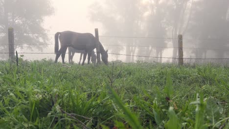 Slowly-approaching-grazing-horses-in-a-misty-farmyard