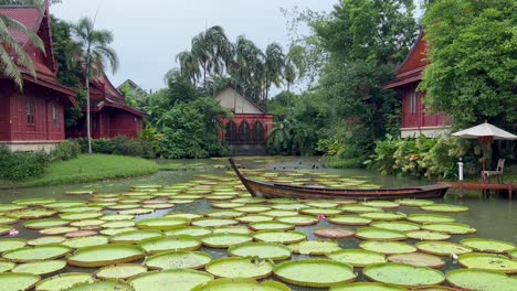 pov-shot-Big-lotus-flowers-in-garden-and-many-houses-are-visible-around