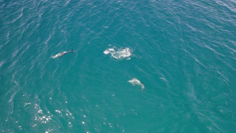 Sorprendidos-Delfines-Mulares-Nadando-En-El-Mar-Azul-En-Un-Día-Soleado-En-Queensland,-Australia
