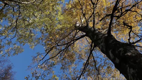 Bunte-Gelbe-Herbstbäume,-Laub-Und-Blauer-Himmel,-Nach-Oben-Schauend,-Bewegende-Aufnahme