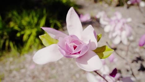 La-Flor-De-Magnolia-Dawsoniana-Florece-En-Primavera.-Fotografía-De-Cerca