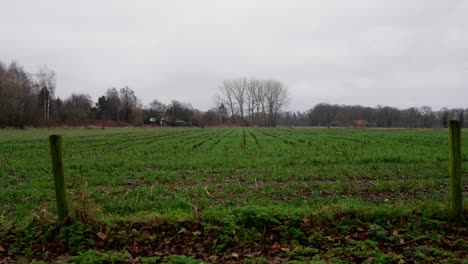 Campo-Agrícola-Cubierto-De-Hierba-En-Los-Países-Bajos,-Valla-En-Primer-Plano-En-4k