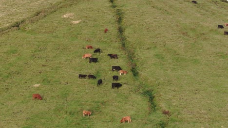 Aerial-telephoto-shot-of-heard-of-cows-grazing-in-green-meadow-in-Azores