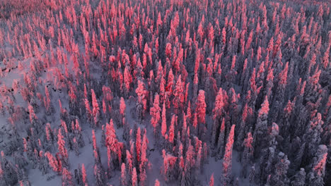 Disparo-De-Un-Dron-Orbitando-Bosques-Vibrantes-Y-Nevados-De-Laponia,-Mañana-Soleada-En-Finlandia