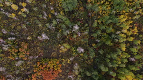 Einzigartige-Vogelperspektive-Neblig-Bewölkt-Bunt-Colorado-Luftaufnahme-Filmische-Drohne-San-Juans-Range-Ridgway-Mount-Sniffels-Wildnis-Million-Dollar-Highway-Dallas-Range-Herbst-Herbst-Kreis-Nach-Oben-Bewegung