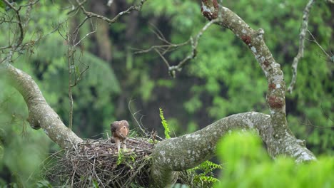 a-javan-hawk-eagle-chick-that-is-starting-to-become-a-teenager-is-trying-to-learn-to-flap-its-wings