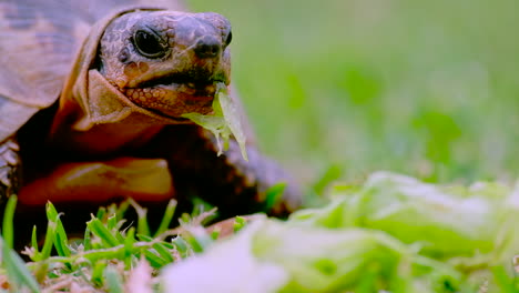 Angulate-tortoise-Chersina-angulata-hungrily-eats-lettuce