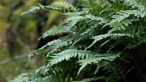 Fern-leaves-in-forest-close-up,-green-concept-background