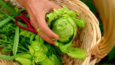 Close-up-shot-of-farmer-putting-fresh-green-vegetables-into-wooden-basket