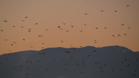 Zeitlupenaufnahme-Eines-Vogelschwarms,-Der-Am-Orangefarbenen-Abendhimmel-Fliegt
