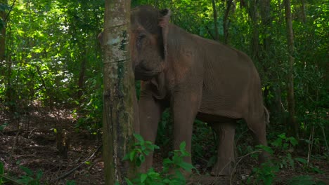 Footage-of-an-Asian-elephant-in-the-forest