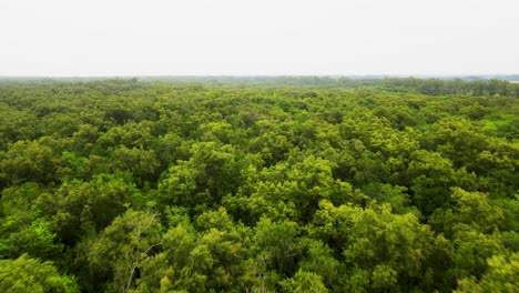 Volar-Sobre-árboles-Tropicales-De-Hoja-Perenne-En-La-Selva-Amazónica