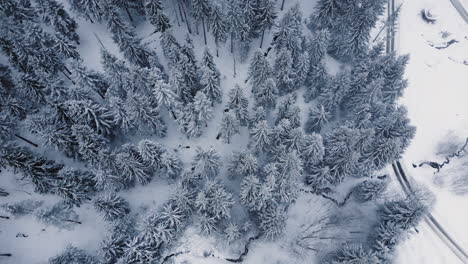Soaring-above-a-winter-wonderland,-an-aerial-view-captures-the-serene-beauty-of-a-snow-laden-forest
