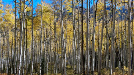 Colorful-Colorado-yellow-fall-autumn-Aspen-tree-forest-cinematic-aerial-drone-Kebler-Pass-Crested-Butte-Gunnison-wilderness-dramatic-incredible-landscape-peaks-daylight-slowly-slide-left-motion