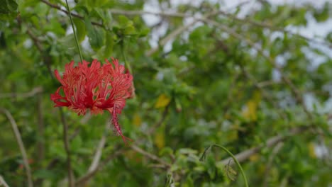 Bougainvillea-Blume-Wiegt-Sich-Im-Wind-Mit-Einem-Grünen-Hintergrund-Auf-Den-Hawaii-Inseln