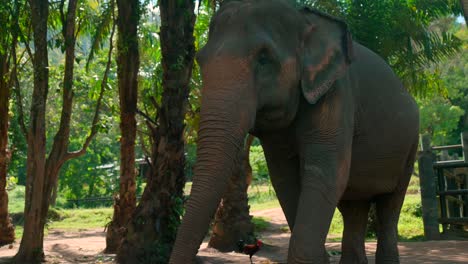 Footage-of-an-Asian-elephant-up-close