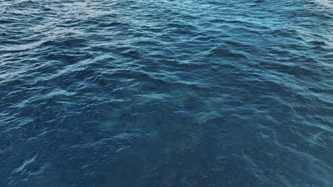 Die-Drohne-Folgt-Einer-Gruppe-Von-Delfinen,-Die-In-Curaçao-Luftaufnahmen-In-4K-Aus-Dem-Meer-Springen
