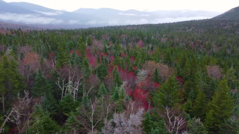 Deciduous-trees-among-evergreen-pines-vast-aerial-shot
