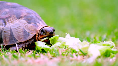 Angulate-tortoise-Chersina-angulata-eating-a-piece-of-lettuce,-closeup