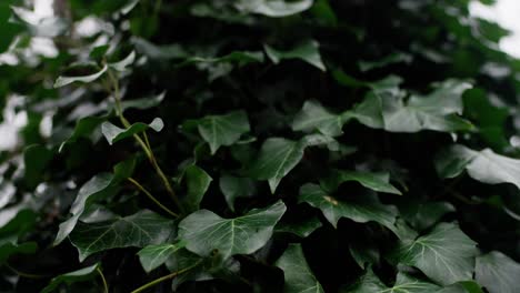Green-leafs-moving-in-the-wind,-slowmotion-in-4K