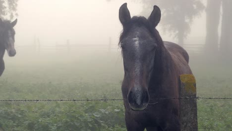 Horses-in-a-drizzly-meadow-curiously-watching-a-passing-person-during-a-foggy-morning